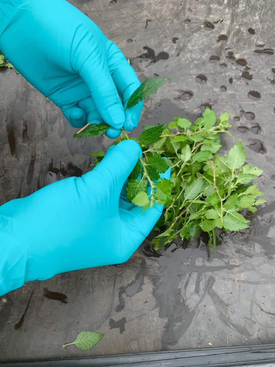 Propagating Bonsai Cuttings Bonsai Trees for Sale UK