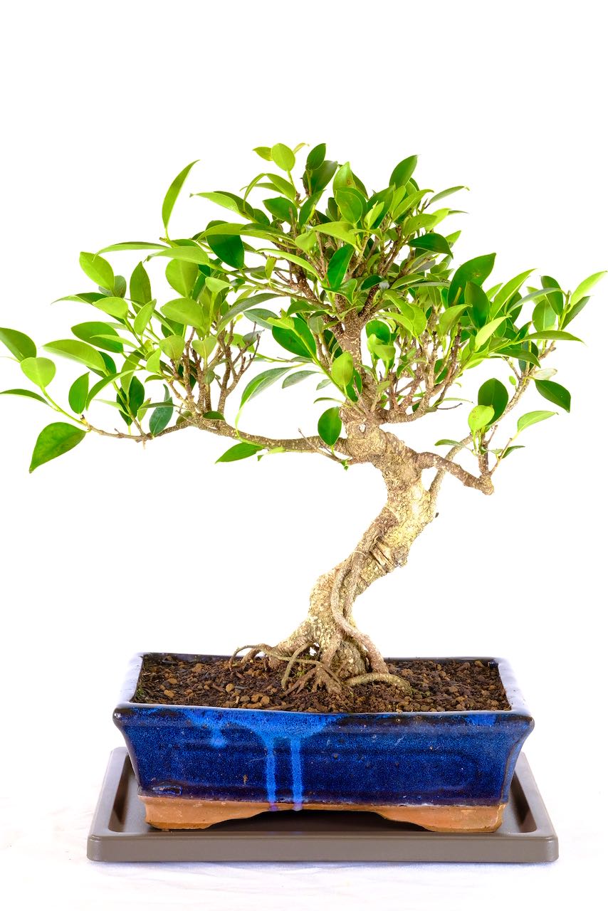 Large Ficus Bonsai for Beginners A Symbol of Beauty