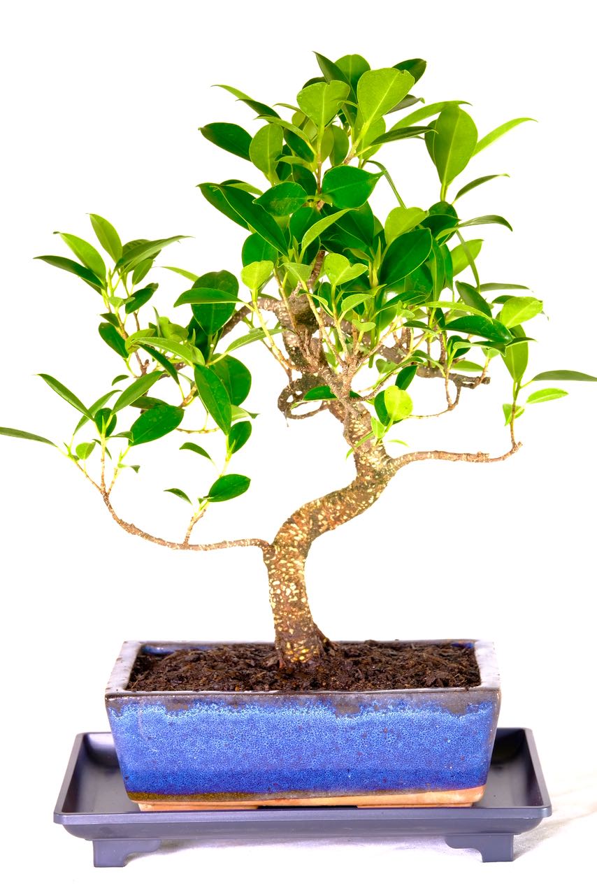 Ficus Beginners Bonsai Representing Elegance and Minimalism