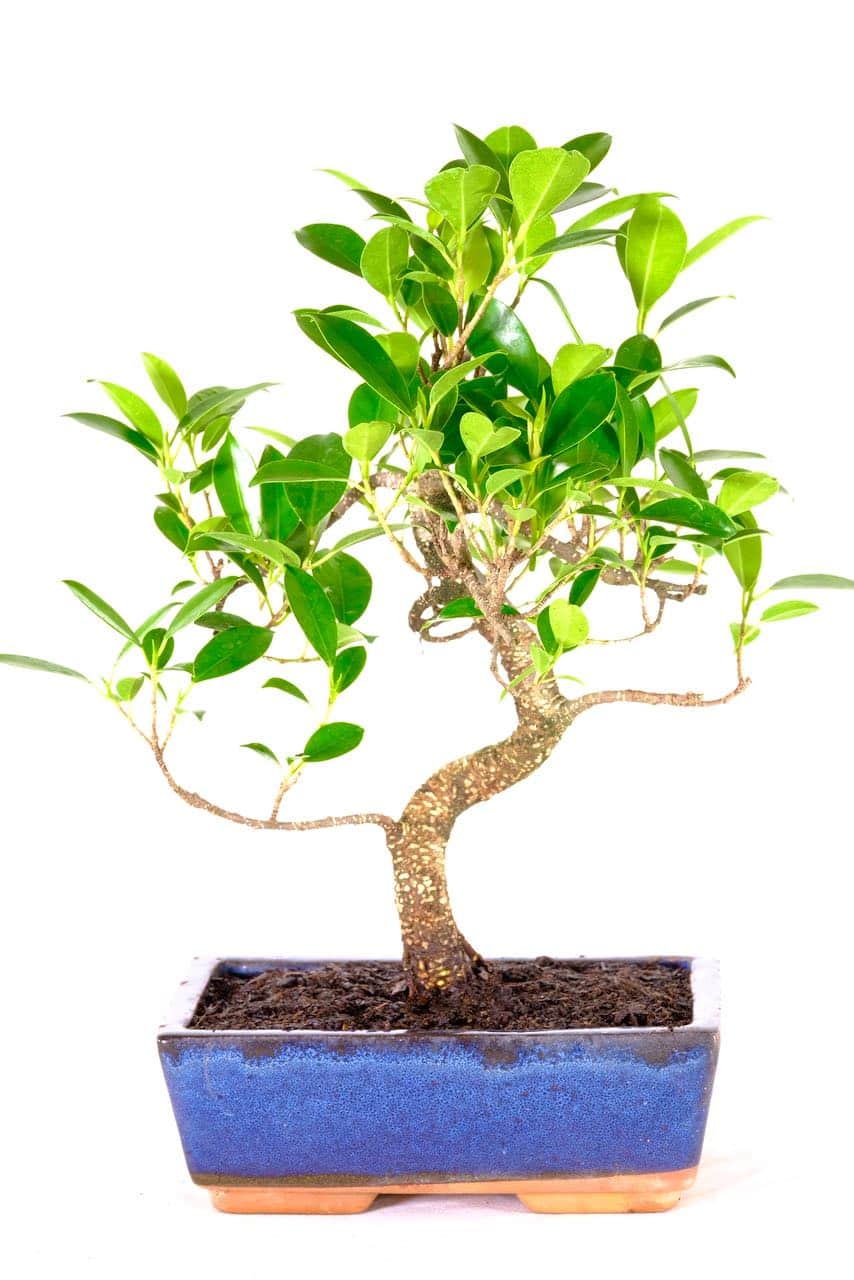 Medium Ficus Bonsai Minimal Watering & Ideal for Beginners