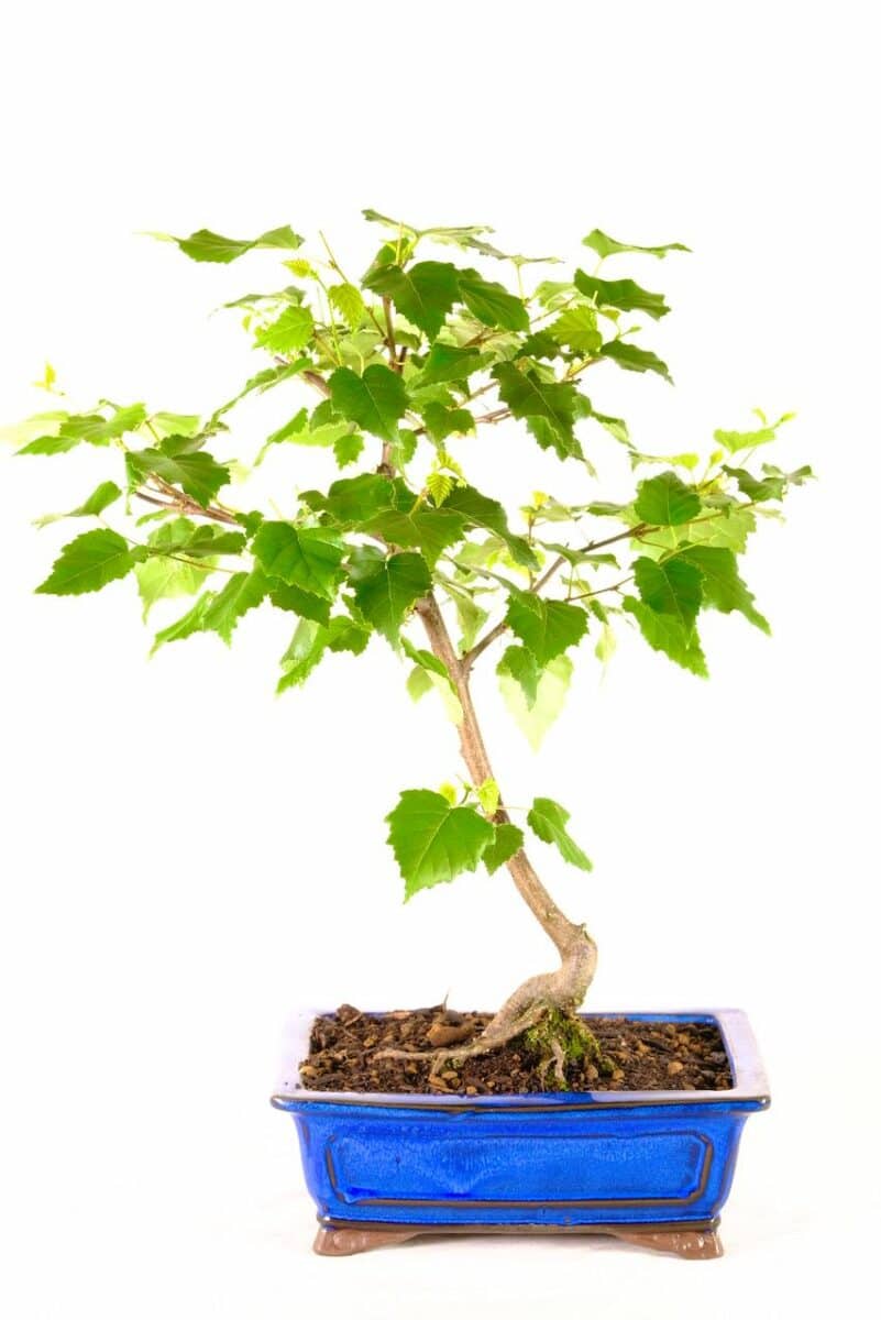 Our Range of Outdoor Bonsai Trees for Sale from Bonsai Direct