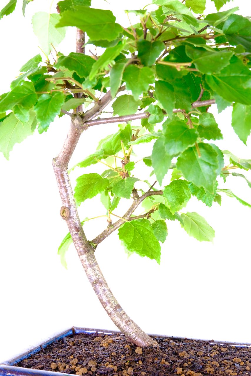 Silver Birch Bonsai Tree A Natural Masterpiece for Beginners