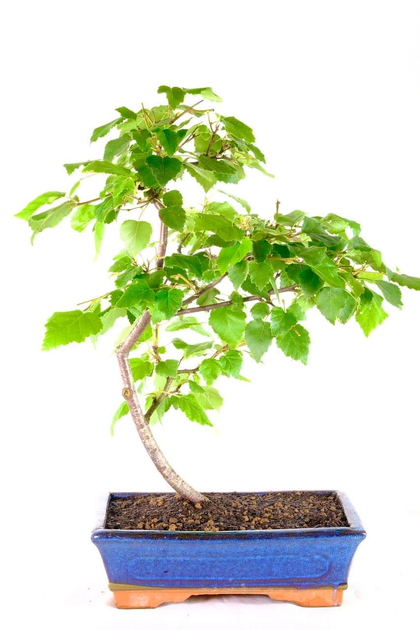 Silver Birch Bonsai Tree A Natural Masterpiece for Beginners