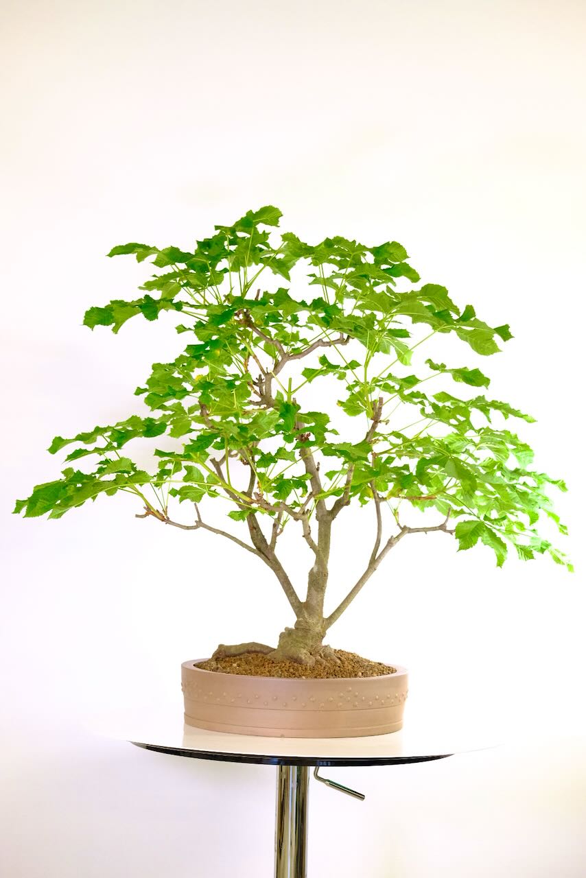 Impressive Horse Chestnut Bonsai Tree 30 Years Old