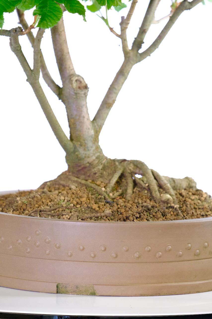 Impressive Horse Chestnut Bonsai Tree 30 Years Old