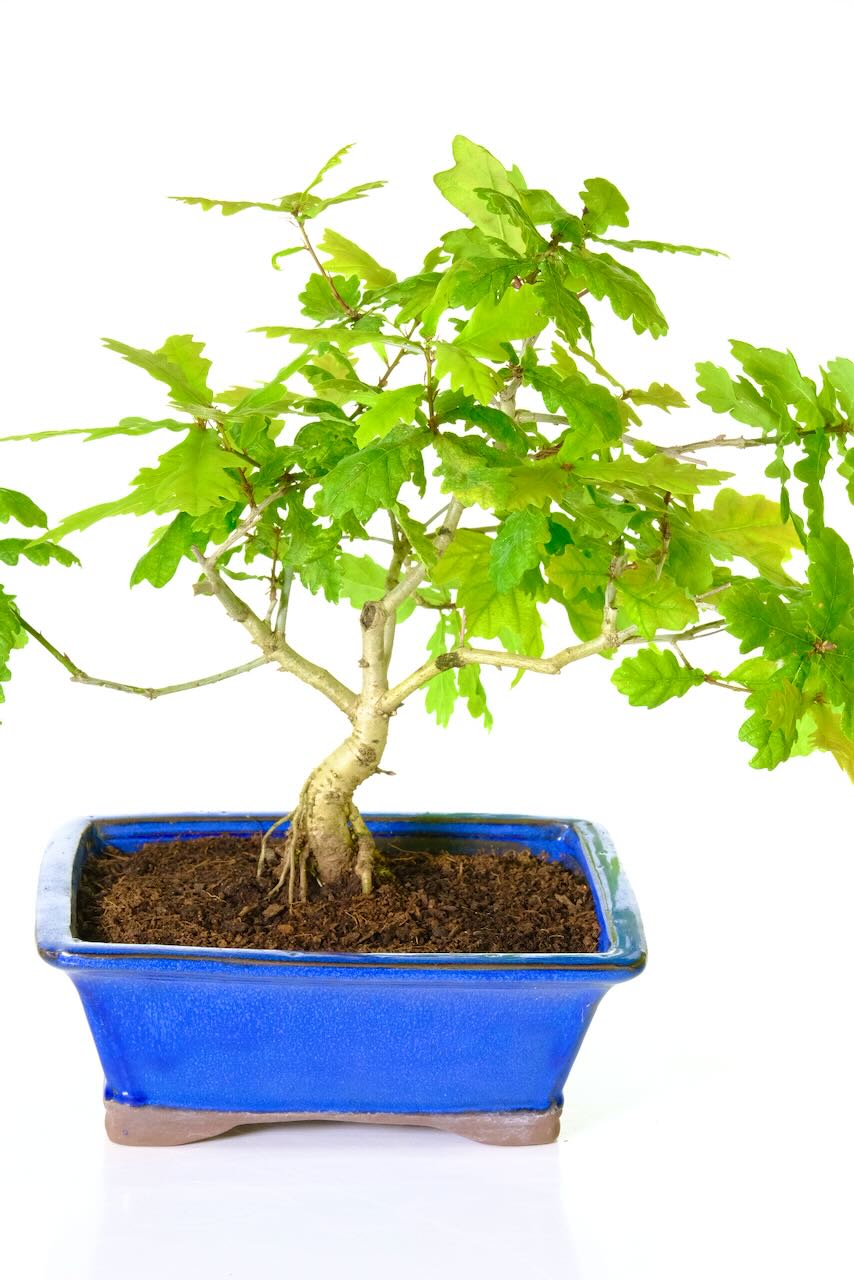Oak Bonsai Tree for Sale Quercus Robur Outdoor Bonsai UK