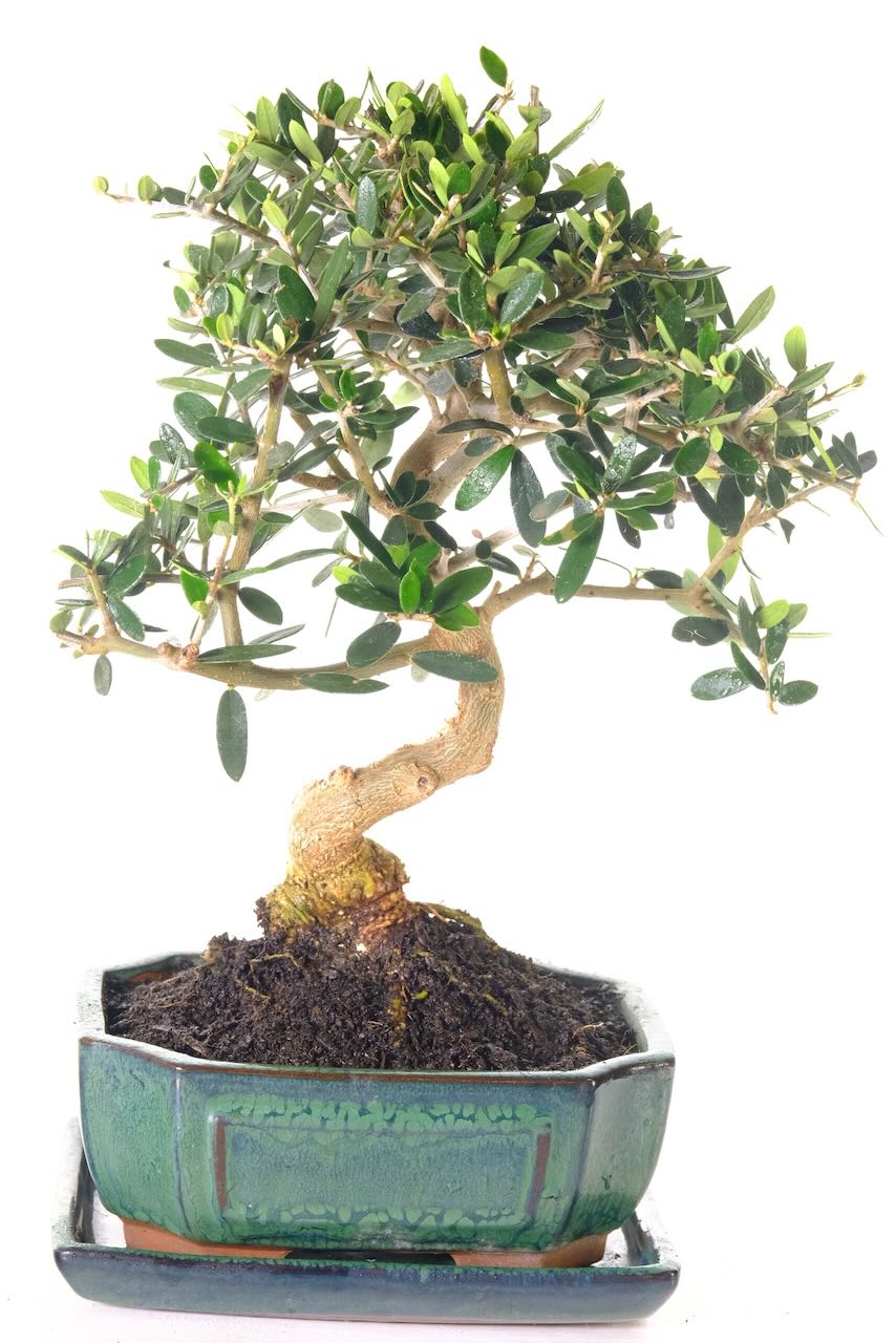 Olive Bonsai Dainty Miniature Evergreen with Superb Elegant Trunk