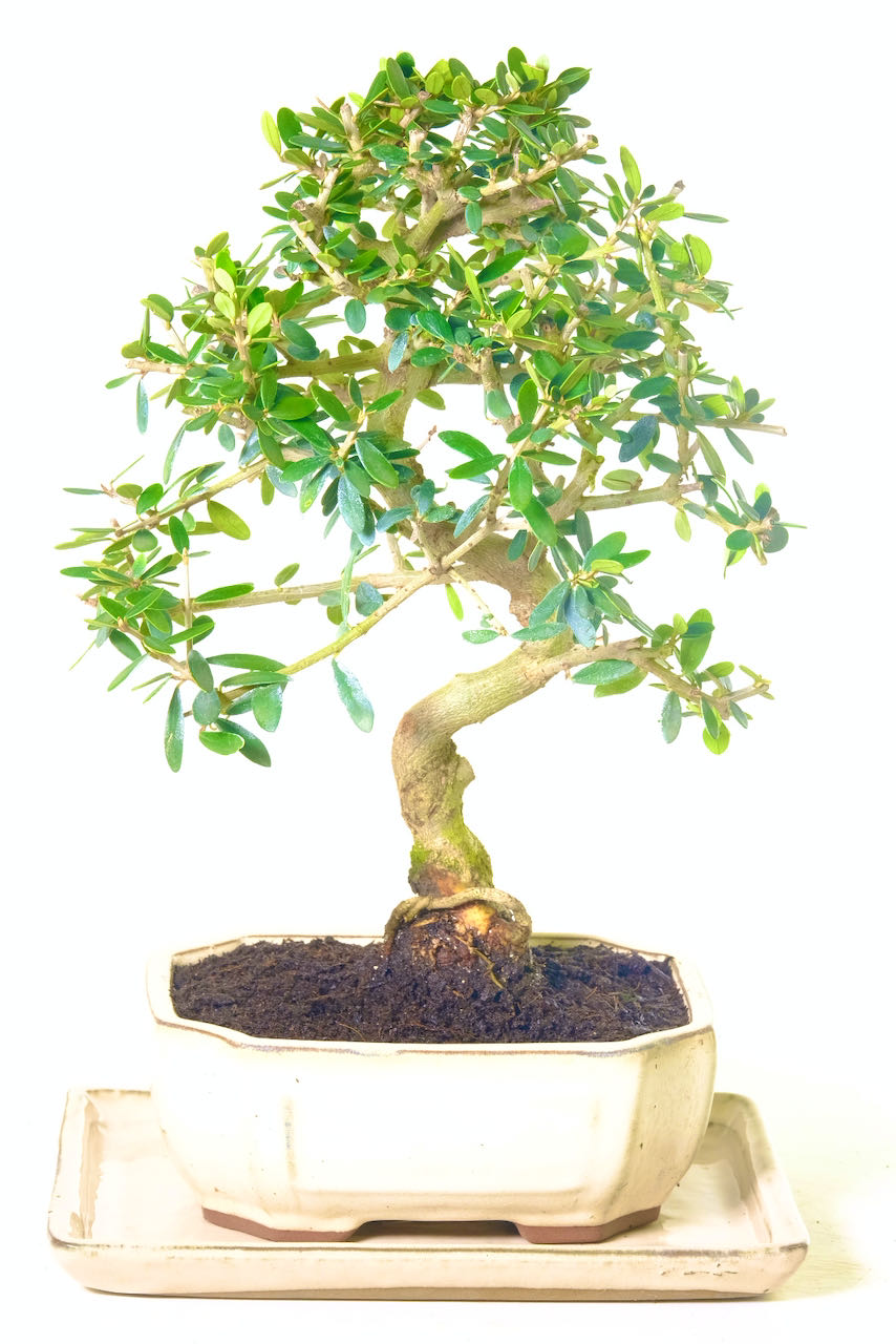 Dwarf Olive Bonsai Tree with Miniature Leaves Grow Inside