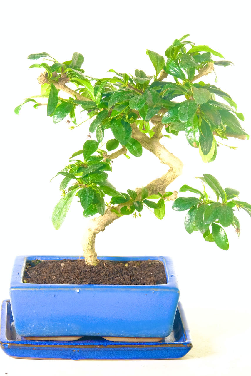 Flowering Fukien Tea Tree Artistic Indoor Bonsai for Sale in UK.