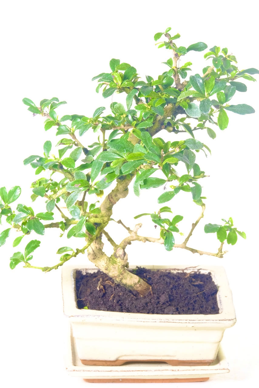 Flowering Carmona Bonsai Tree Stunning Trunk Flow