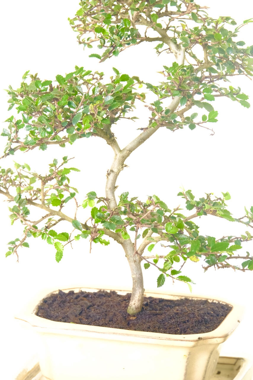 Chinese Elm Bonsai Tree with Elegant Shape
