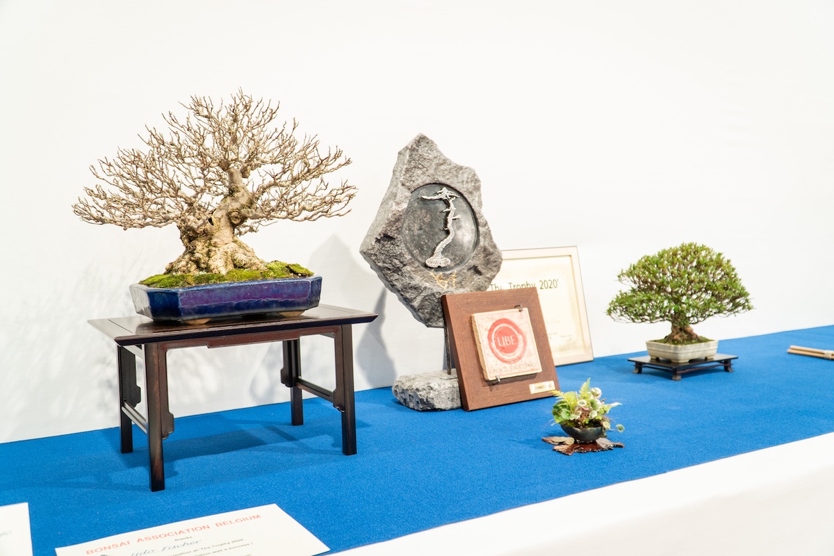 Trophy 2020 Bonsai Empire