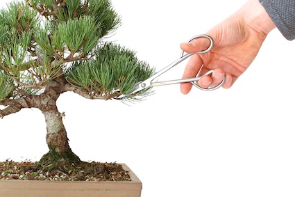 Tailler un Bonsaï, couper des branches pour former l’arbre - Bonsai Empire