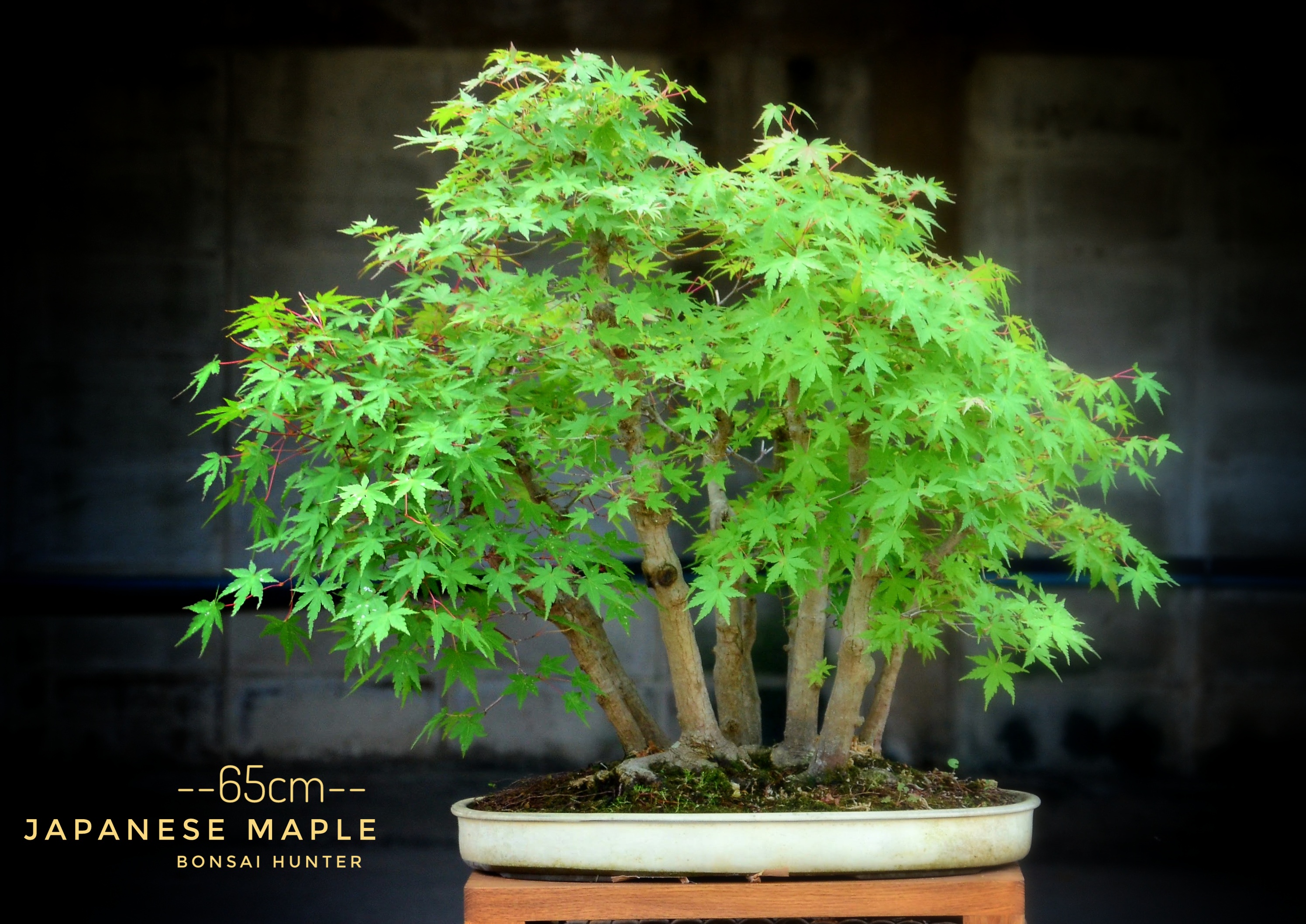 DSC_121301 บอนไซ บอนไซญี่ปุ่น