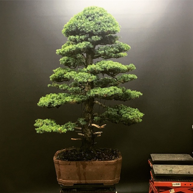Tosho Needle Juniper Bonsai