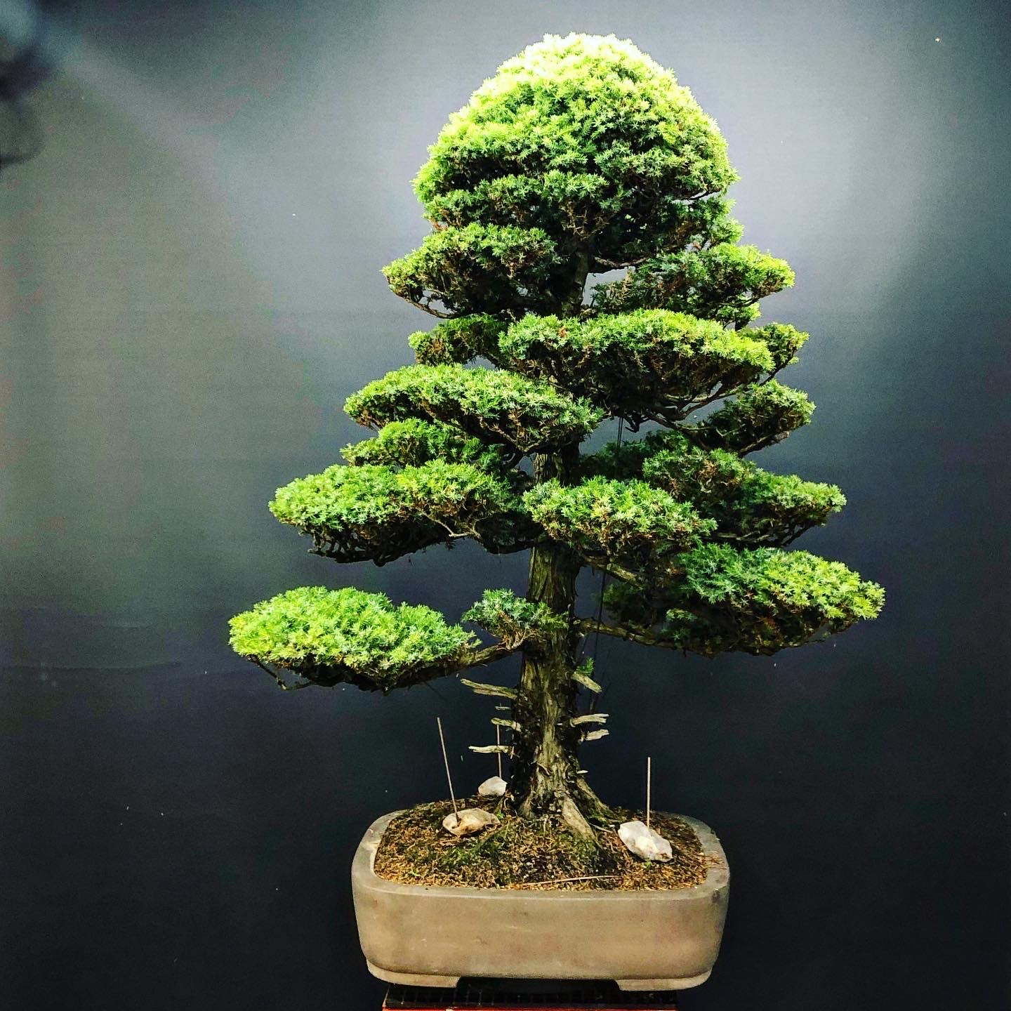 Pest and Disease Management