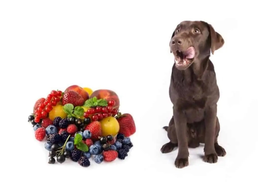 What are the Healthiest Fruits for Your Dog? Bonza
