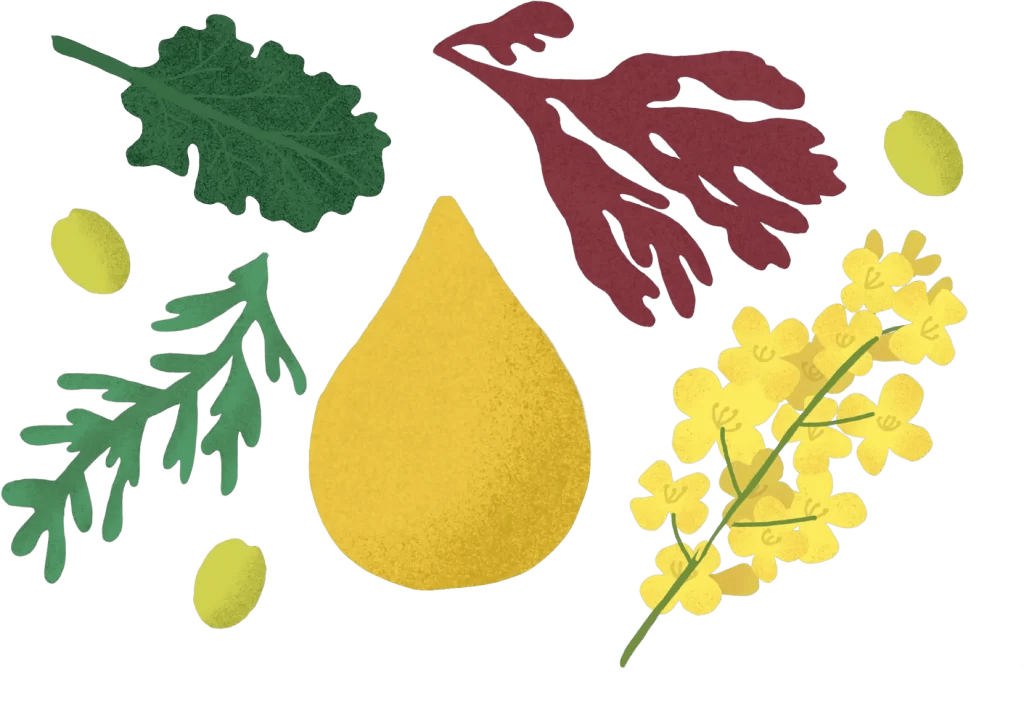 Fats Important Health Benefits for Your Dog Bonza