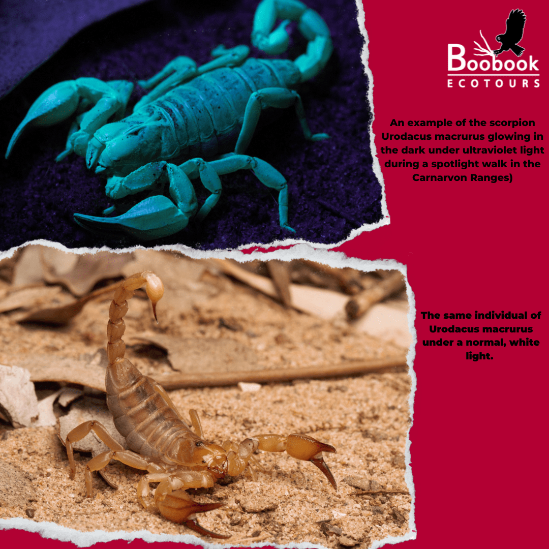 Do Scorpions Come Out At Night