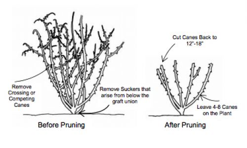 Guide to growing roses.