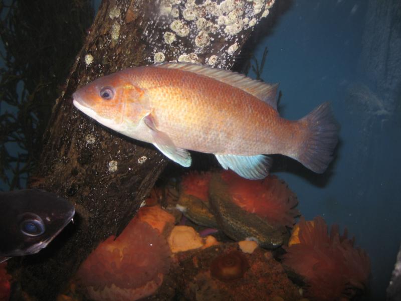 7+ Cunner Fish Ideas