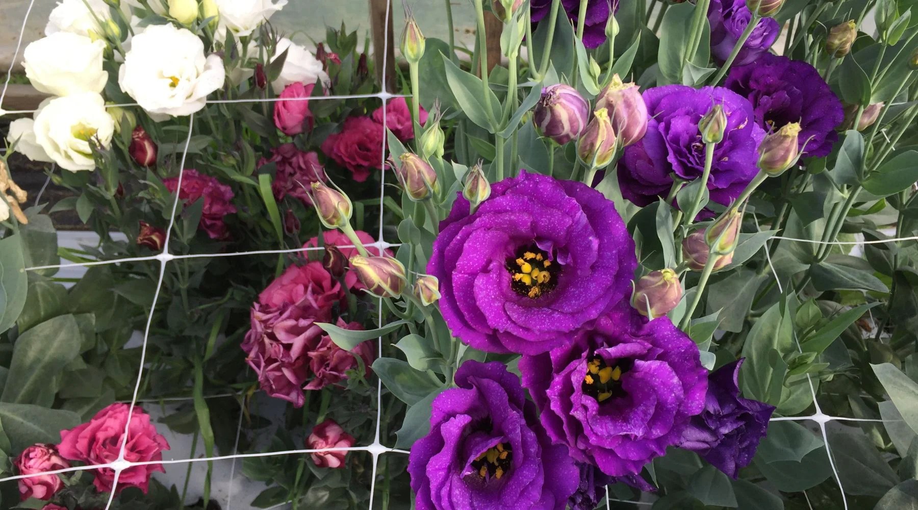 How to Install Plastic Trellis Netting for Flowers Bootstrap Farmer