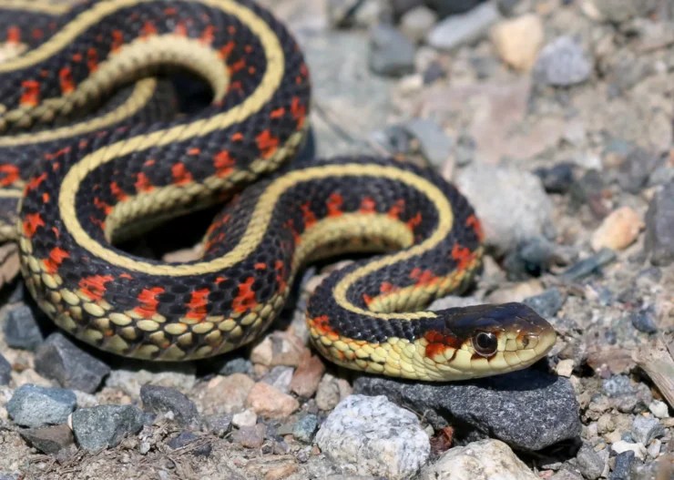 Eastern Garter Snake Boreal Forest