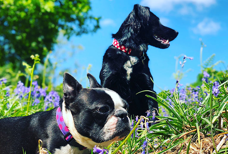 How to Walk Two Dogs Together? Bored Cesar