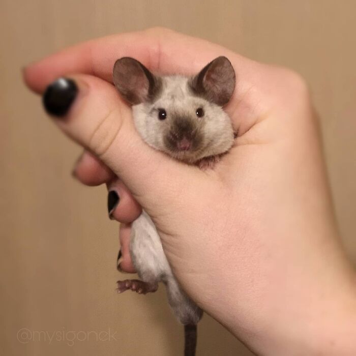 Polish Mouse Breeder Shares 40 Pics Of Their Fancy Mice
