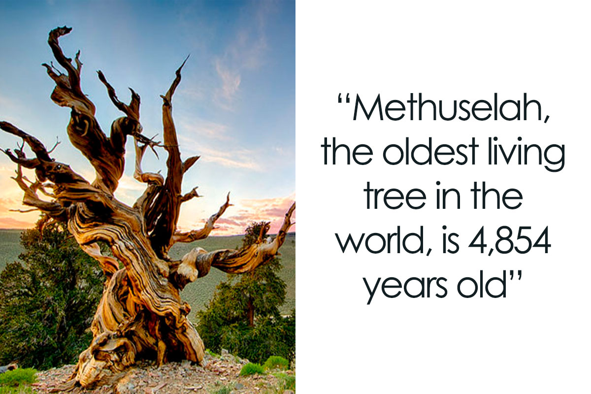 27 Oldest Trees In The World No Lumberjack Should Touch Bored Panda