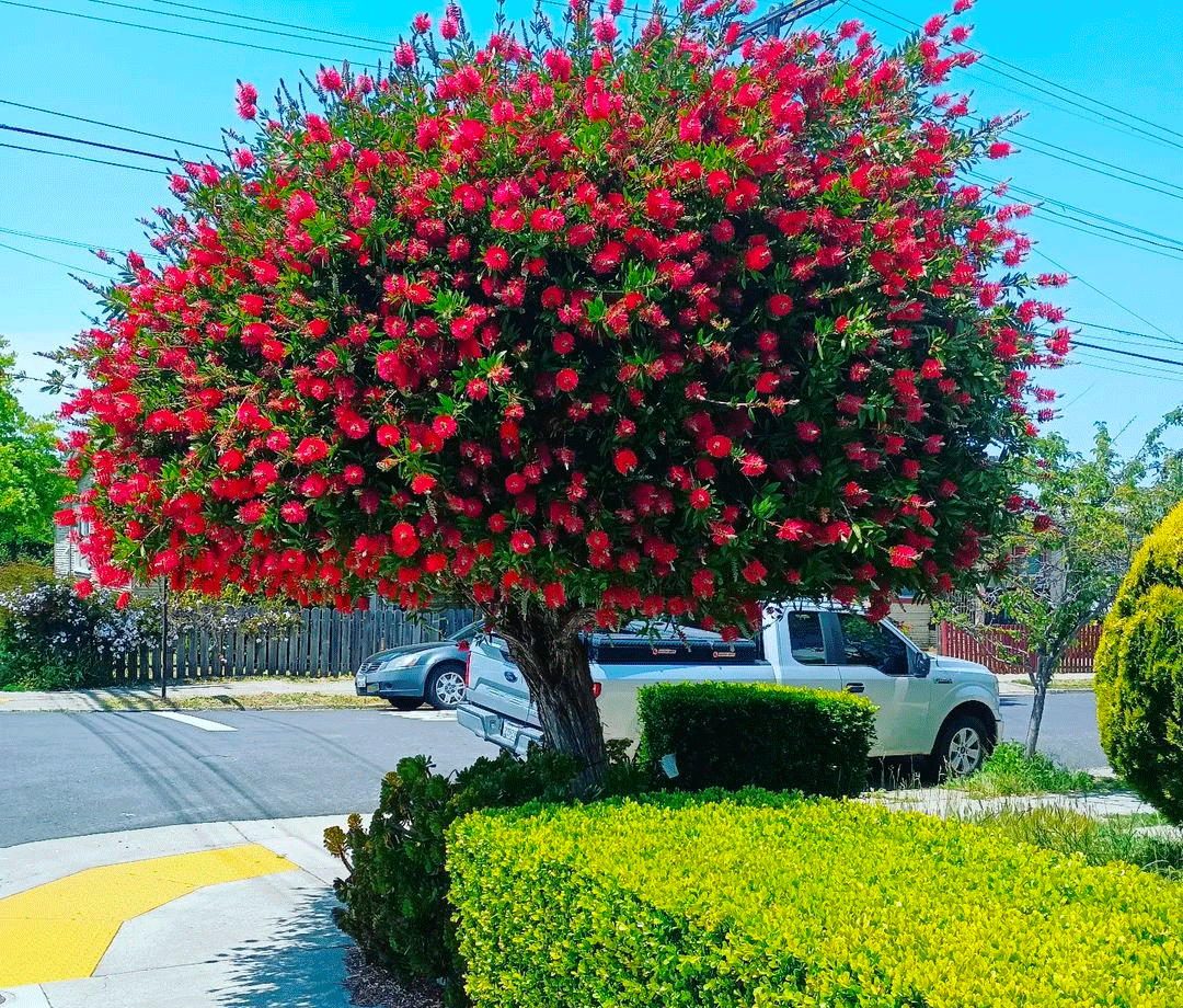 Learn How to Plant, Grow, and Maintain a Beautiful Bottle Brush Tree