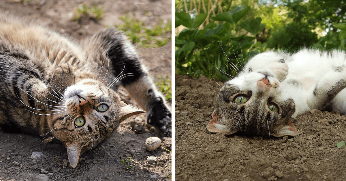 10 Reasons Why Do Cats Roll In Dirt and How to Stop Them Bored Panda
