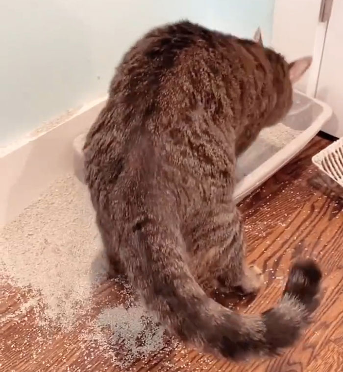 Why Do Cats Bury Their Poop and Do All Cats Instinctively Do This