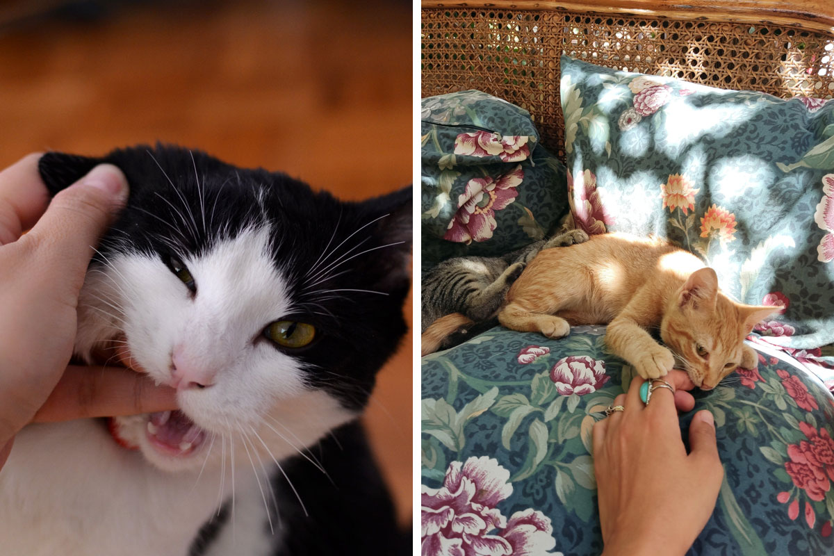 Why Does My Cat Chew on My Fingers? Vet Insights Bored Panda