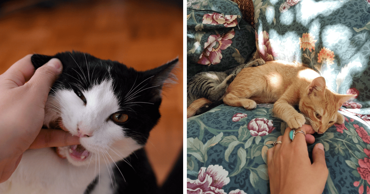 Why Does My Cat Chew on My Fingers? Vet Insights Bored Panda