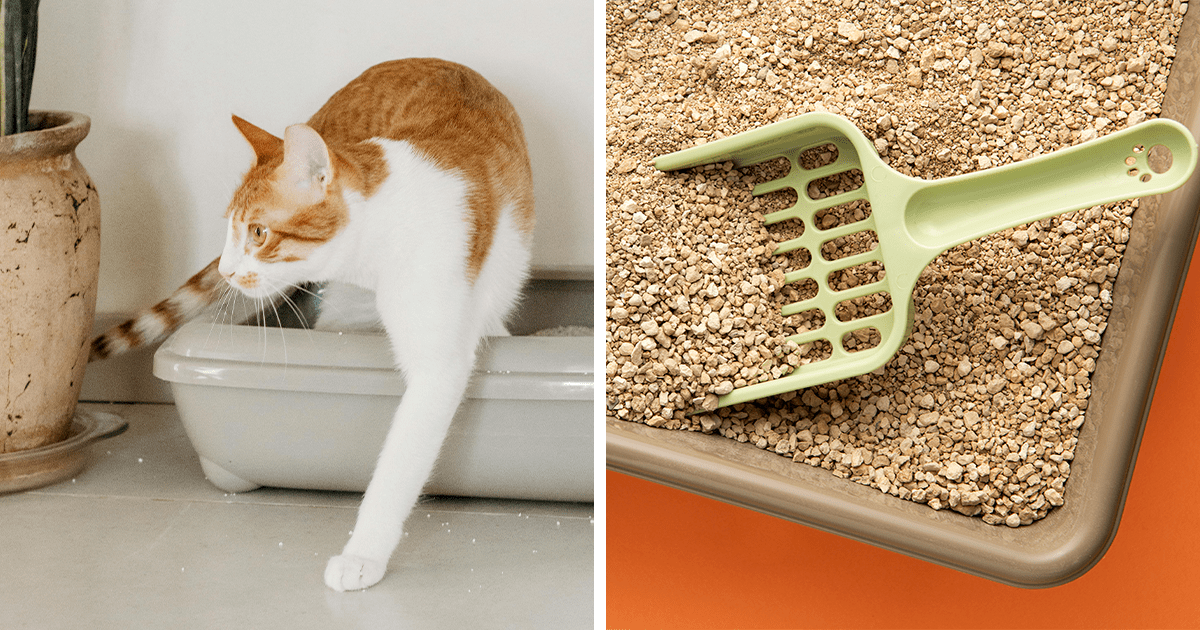 Why Does My Cat’s Poop Smell So Bad? Tips To Eliminate The Odor Bored