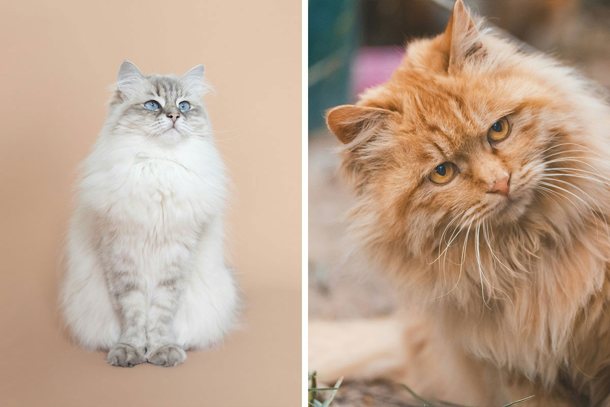 Why Is My Cat Shedding So Much? Causes Explained By a Vet Bored Panda