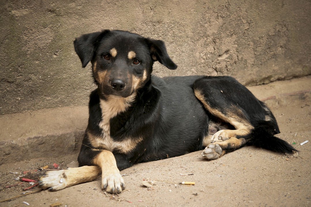 Search and Rescue Dogs in Nepal