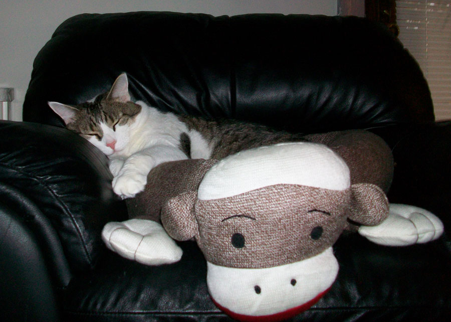 Ders a Monkey In Ma Bed Boris Kitty 4 Paws for a Cause