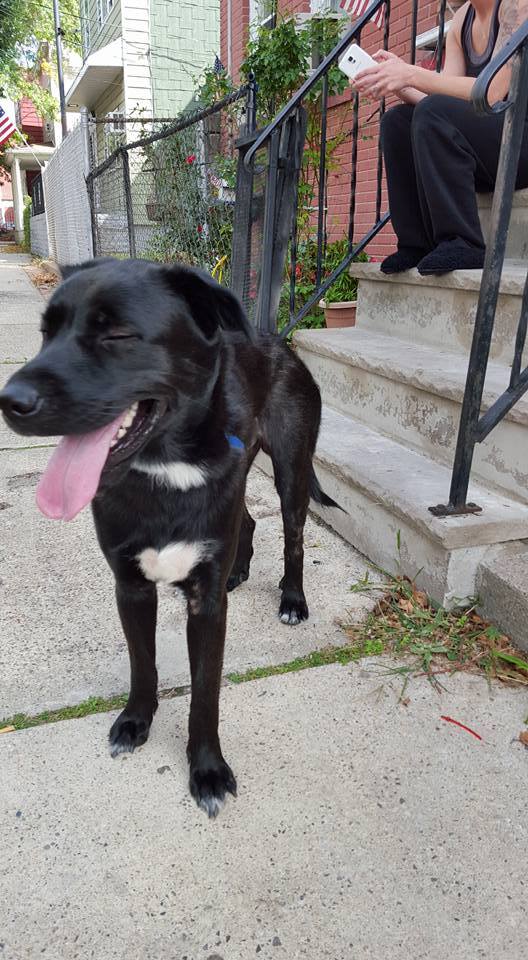 Found Bayonne, NJ. Dog Walking at the Jersey Shore, Brielle