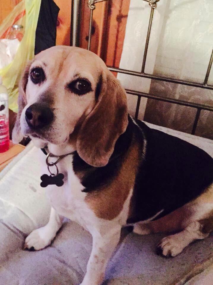 Dog Lost in New Milford / Teaneck, New Jersey Dog Walking at the