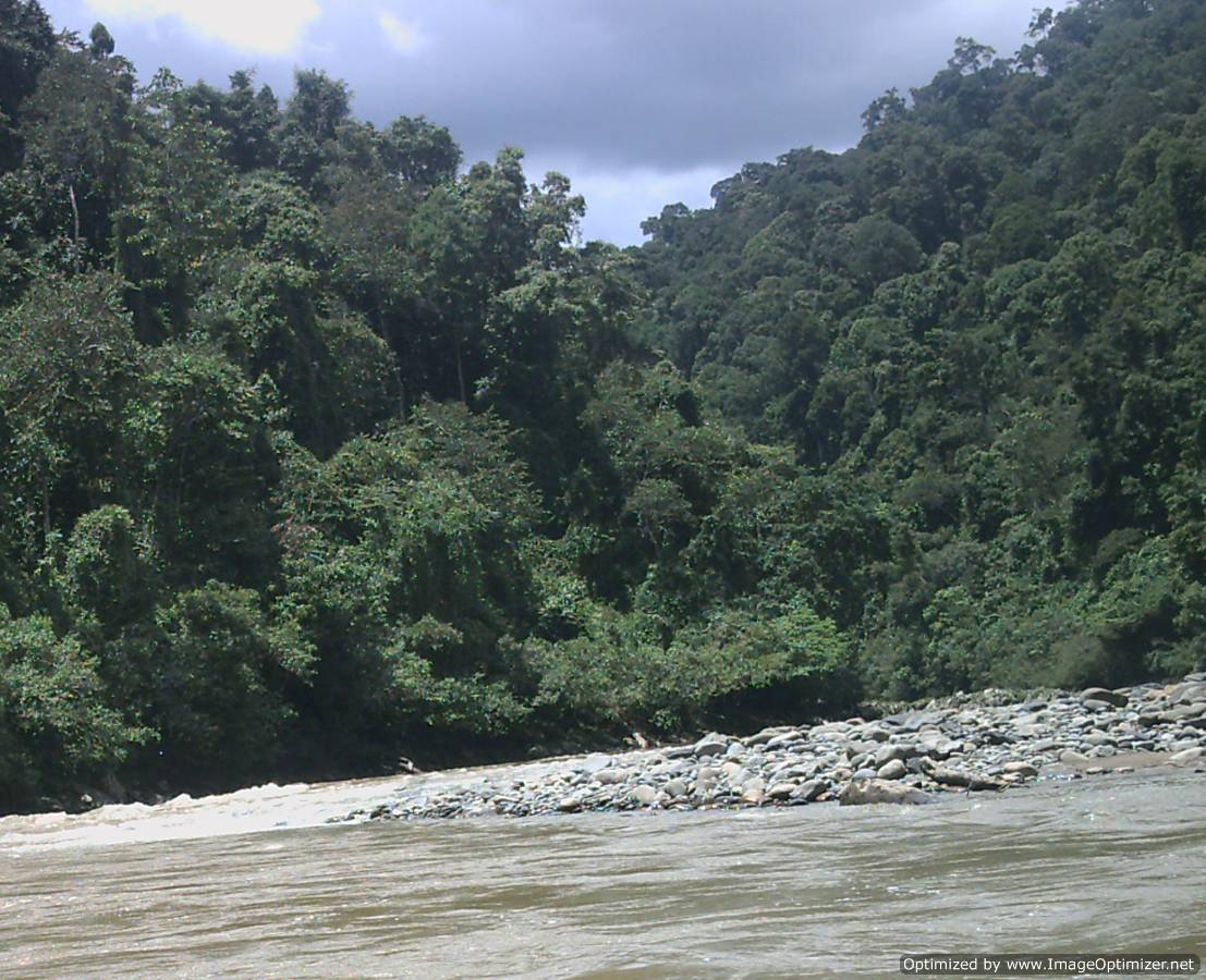 Borneo Jungle Trek,Kalimantan Jungle Adventure Tours,Hike Kalimantan