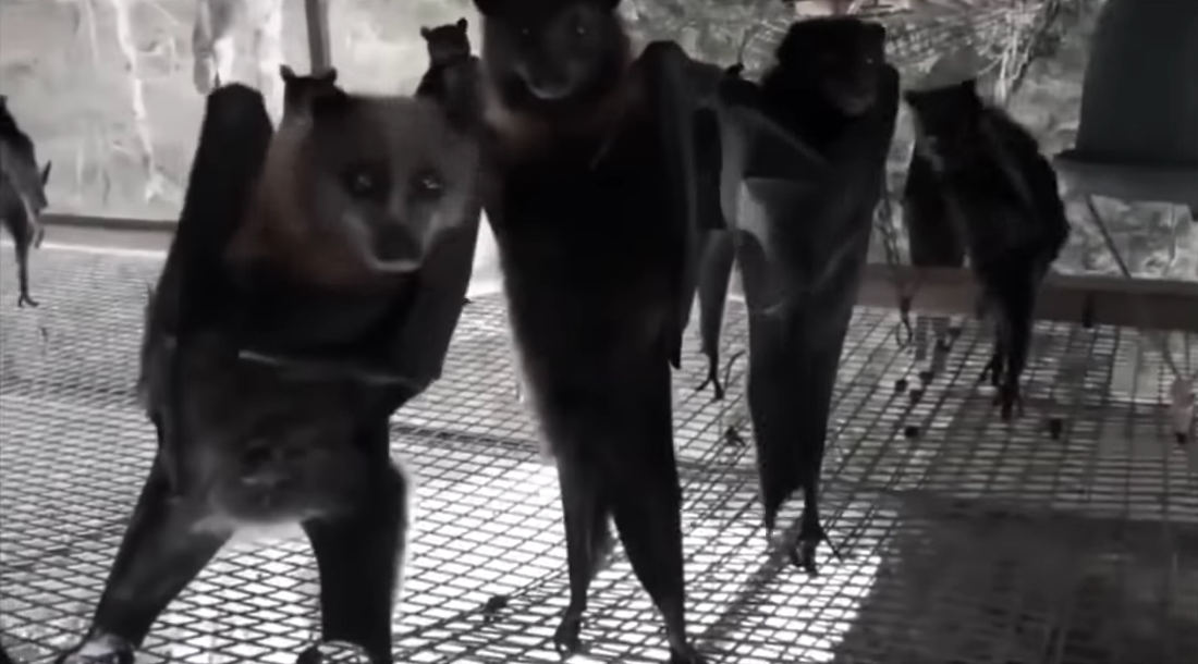 Oh, 'Vampire Disco', Bats Dancing To New Wave borninspace