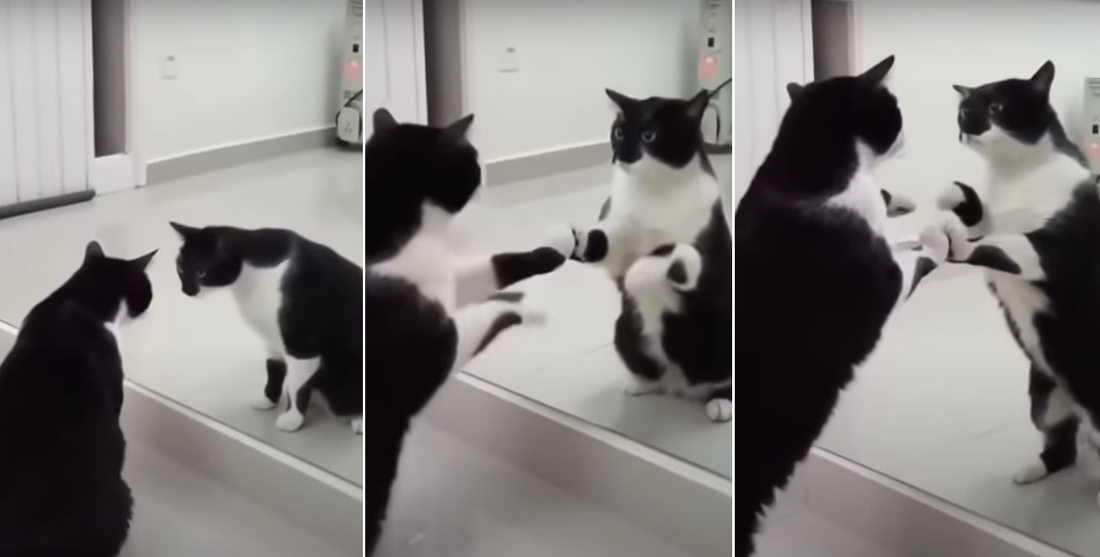 Cat Has Existential Crisis In Mirror (With Twist Ending!) borninspace