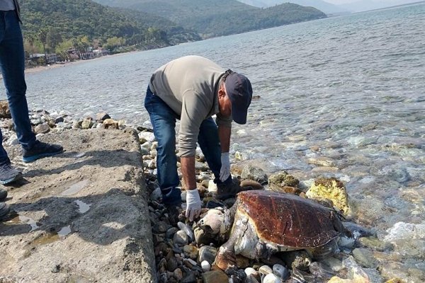 Kuşadası’nda 1 ayda 8 deniz kaplumbağası ölü bulundu Borsatek