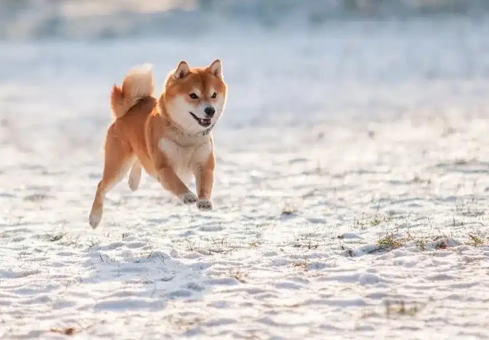 Shiba Inu