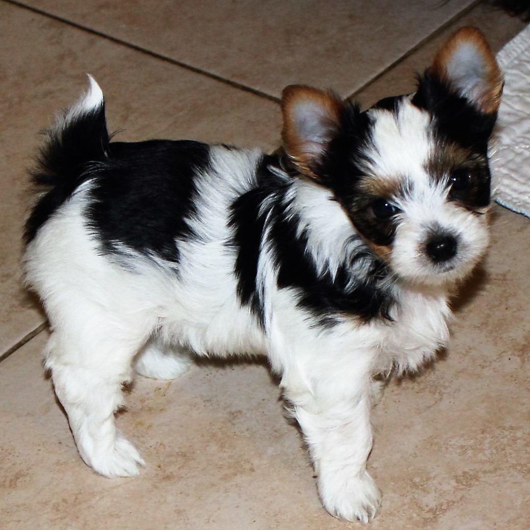 Yorkie Breeders Yorkie Puppies for Sale Yorkies for Sale in Sacramento
