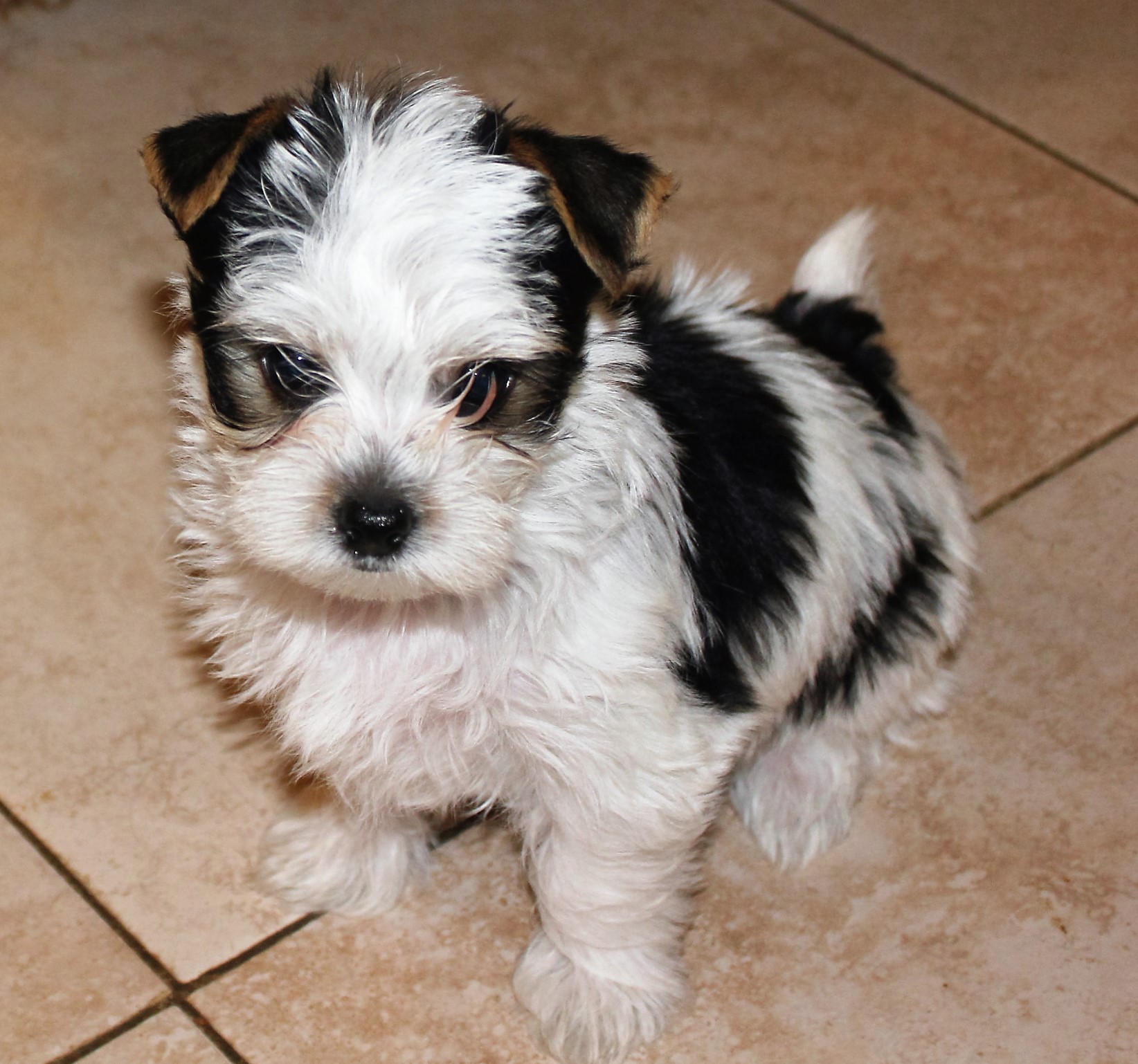 Yorkie Breeders Yorkie Puppies for Sale Yorkies for Sale in Sacramento
