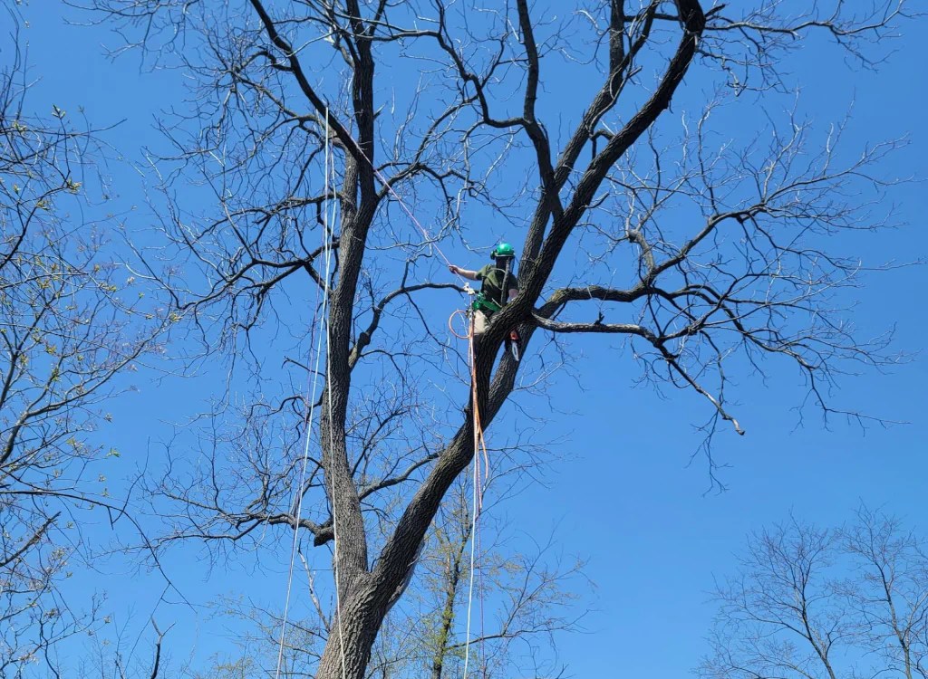 Tree Pruning Service Pittsburgh, PA Free Estimates Available