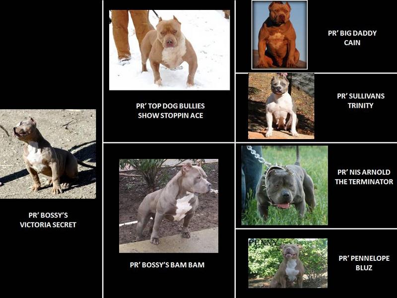 XXL BULLY FEMALE PITBULLS GIANT XTREME BLUE PITS